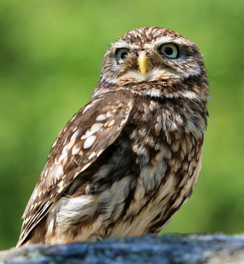 Little Owls Nest Holiday Home Wisbech Buitenkant foto